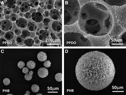microsphere (2)